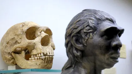 O suliță veche de 80.000 de ani contrazice tot ce știam despre neanderthalieni