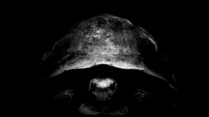 Ce a vrut să transmită Jeff Bezos prin mesajul criptic adresat lui Elon Musk pe X