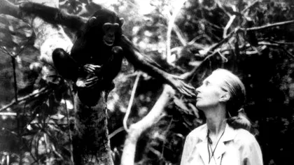A murit Jane Goodall. 10 realizări revoluționare care au rescris ceea ce înțelegem despre natură și umanitate