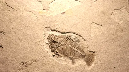 Animalele ar fi evoluat cu 200 de milioane de ani mai devreme decât credeam, indică noi fosile
