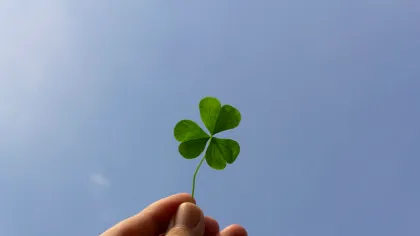 De ce se spune că trifoiul cu patru foi aduce noroc? O istorie a rarității, simbolului și atenției