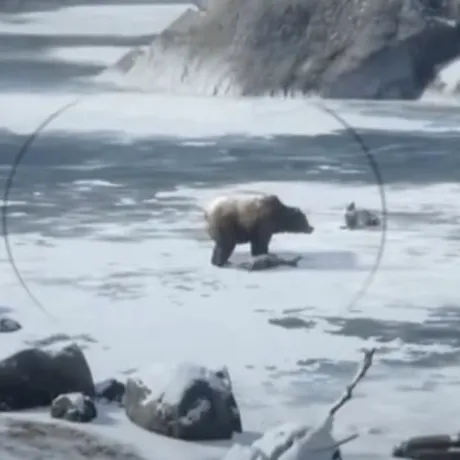 VIDEO: Momentul impresionant când un urs fură prada lupilor, surprins în RDR 2