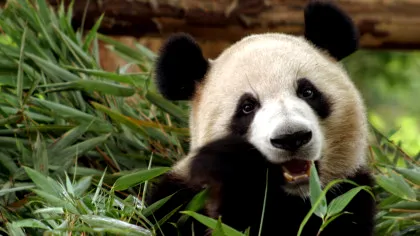Japonia rămâne fără urși panda din cauza tensiunilor cu China