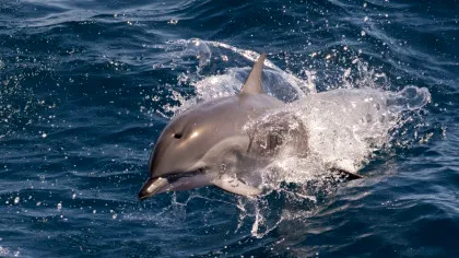 Marea Neagră, aproape de „un punct critic” din cauza războiului din Ucraina