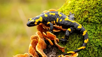 Cercetătorii au aflat de ce unora dintre salamandre le place frigul