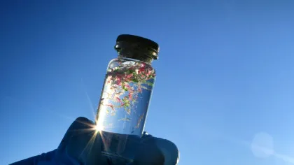 Oamenii de știință au creat alge care ar putea elimina microplasticul din apa potabilă