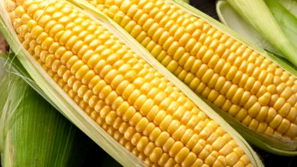 Un proces inspirat de păianjeni transformă proteinele din porumb într-un material similar plasticului