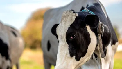 BANCUL ZILEI. -Mămico, noi trăim ca animalele?