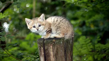 O specie de pisică latră precum un câine. Unde trăiește „Felis margarita”?