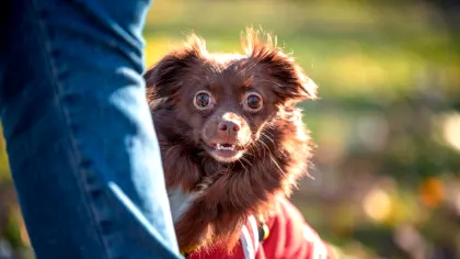 Test de cultură generală. De ce câinilor le place să ascundă lucruri?