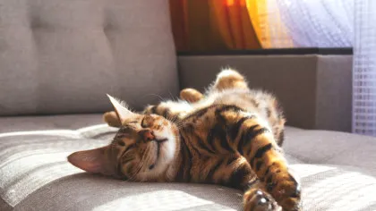 Un parazit găsit la pisici ar putea afecta grav oamenii, sugerează un studiu