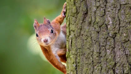 Animalele sălbatice sunt deranjate de oameni, dezvăluie un studiu