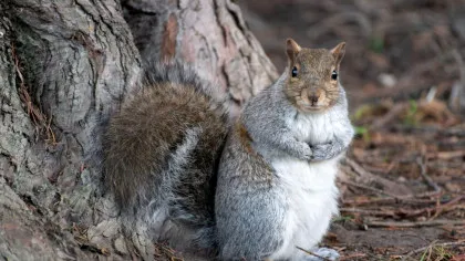 Se pare că și veverițele sunt pretențioase la mâncare, nu doar oamenii