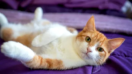 Trucul foarte simplu prin care oamenii pot să comunice cu pisicile