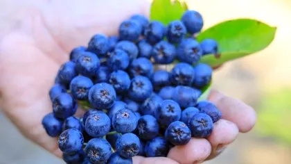 Superalimente uitate: ce surse valoroase am scos pe nedrept din dietă