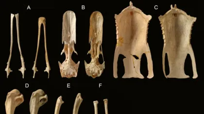 O specie unică în lume a fost descoperită pe insule din Oceanul Pacific