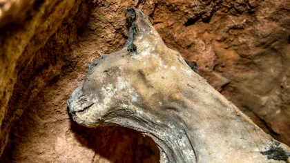 Gheparzi mumificați perfect, primele mari feline descoperite vreodată mumificate natural
