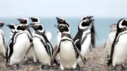 Pinguinii îmbătrânesc la fel ca oamenii moderni, indică un studiu