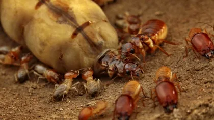 Cercetătorii au aflat cum le-a ajutat pe reginele termite pierderea de gene