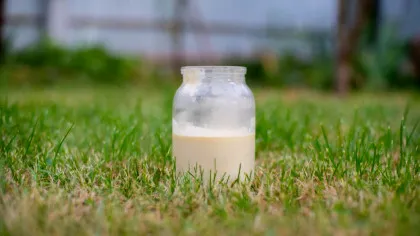 Laptele crud naște controverse: cererea crește în rândul tinerilor