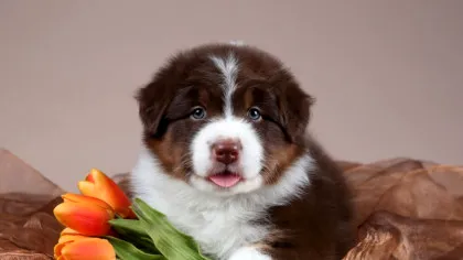 Animalele de companie pot încetini îmbătrânirea biologică a femeilor