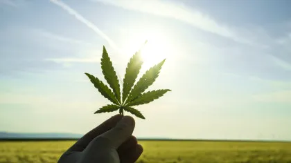 Test de cultură generală. Care este diferența dintre cânepă și marijuana?