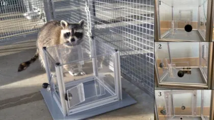 Cercetătorii au descoperit că ratonii rezolvă puzzle-uri pentru distracție, nu neapărat pentru recompensă