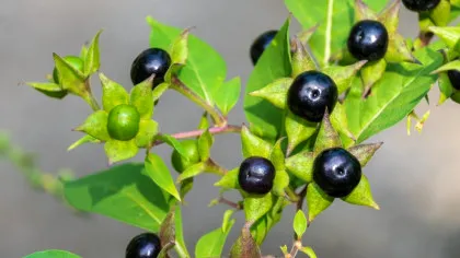 7 plante care nu trebuie atinse niciodată fără mănuși