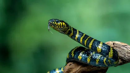 Cum pot șerpii să se ridice dacă nu au membre? Cercetătorii tocmai au aflat răspunsul!