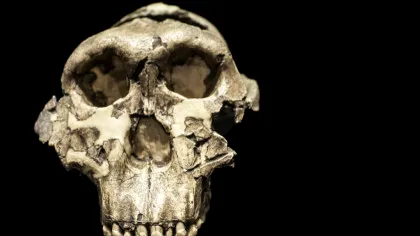 Una dintre cele mai faimoase fosile ar ascunde un membru cu totul nou al arborelui nostru genealogic