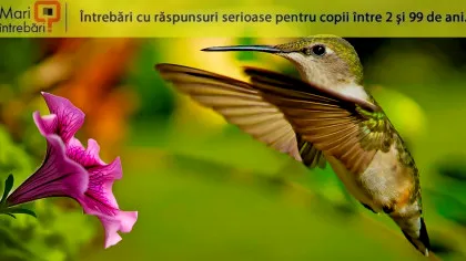 Care este singura specie de pasăre care poate zbura în sens invers?
