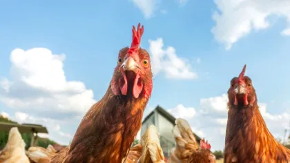 Test de cultură generală. De ce nu mâncăm lebede sau pescăruși, dar mâncăm găini?