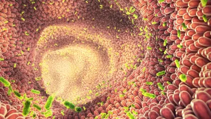 Oamenii de știință dezvăluie legătura dintre microbii intestinali și sănătatea inimii