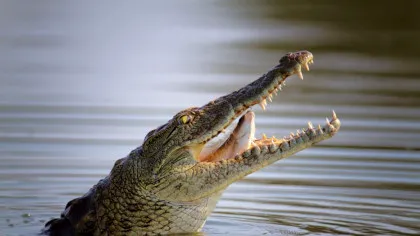 Test de cultură generală. De ce să nu credem niciodată „lacrimile de crocodil”?