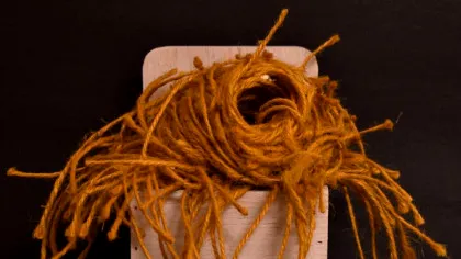 Cercetătorii au descoperit că cintezele au culori preferate