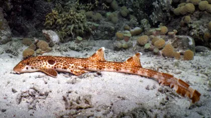 A fost descoperită o nouă specie de rechin „mergător”. Ce poreclă a primit?