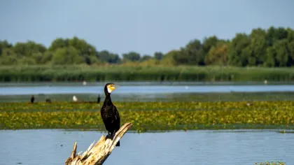 De ce vor statele UE să scape de cormorani?
