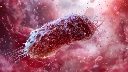 Un compus produs de bacteriile intestinale ar putea accelera modificările asociate bolii Alzheimer