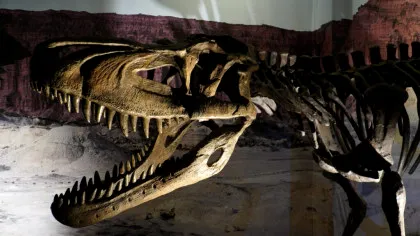 Un schelet de Tyrannosaurus rex vechi de 67 de milioane de ani, scos la licitație