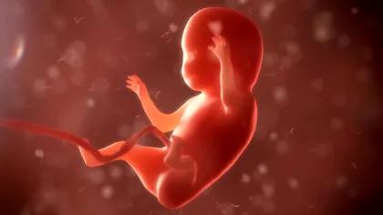 În ce moment devine conștient un făt în curs de dezvoltare? S-ar putea să fim aproape de un răspuns!