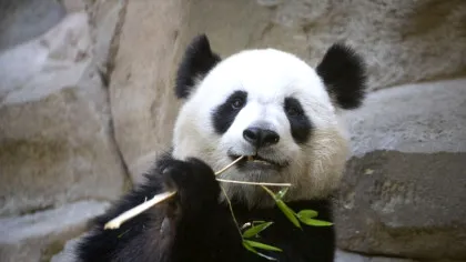 Doi urși panda de la o grădină zoo din Franța vor fi repatriați în China