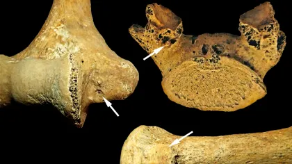 O femeie din Epoca de Piatră a fost înmormântată asemenea unui bărbat. Care a fost motivul?