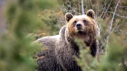 Cum a condus interacțiunea umană la scăderea agresivității urșilor?