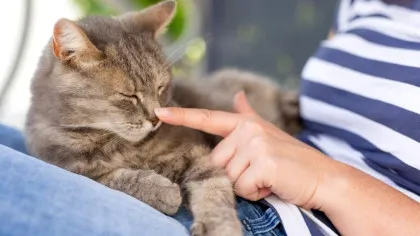 Test de cultură generală. De ce animalelor le place să fie mângâiate?