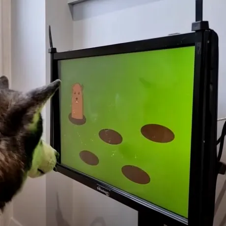 Startup-ul Joipaw dezvoltă console și jocuri video pentru câini
