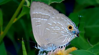 Test de cultură generală. Insectele au creier sau nu?