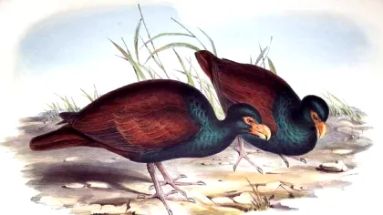 Ultima rudă a păsării dodo, observată într-o pădure tropicală îndepărtată din Samoa