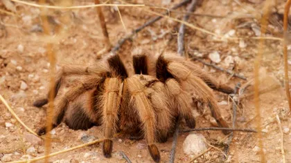 Invazie de tarantule în mai multe state americane