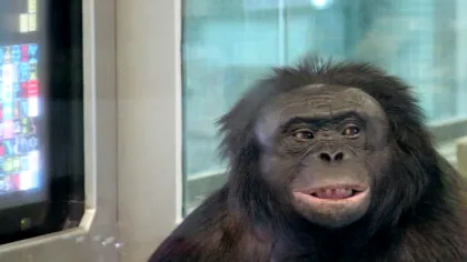 Experiment: Bonobo, capabil de „jocuri imaginare”
