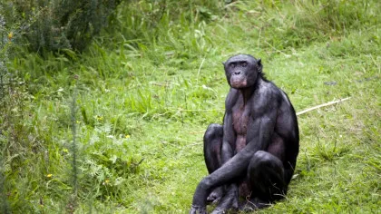 Primatele bonobo ne arată când a evoluat imaginația